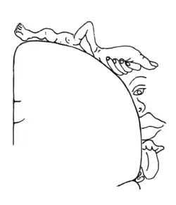 Diagram of functions controlled by the cerebral cortex