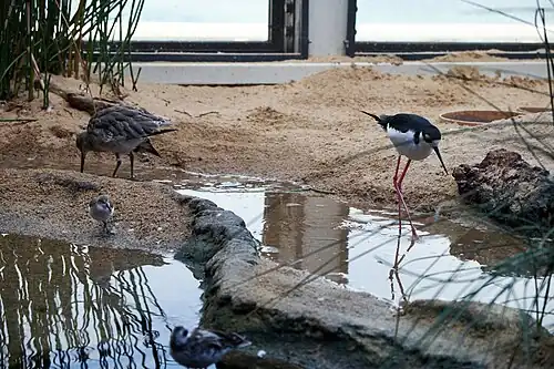 Shorebirds forage in sand and in pools of water