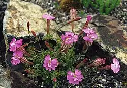A cluster of pink flowers growing among rocks. The flowers have five deeply split petals fused into long tubes at the base.