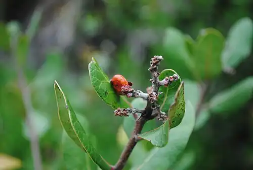 Single ripe fruit, Ruffin Canyon