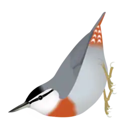 Krüper's nuthatch (S. krueperi)