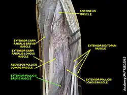 Extensor pollicis brevis muscle