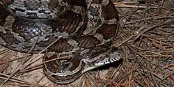 Slowinski's cornsnake (Pantherophis slowinskii), in situ, Colorado County, Texas