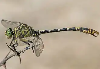 A side profile of a large dragonfly