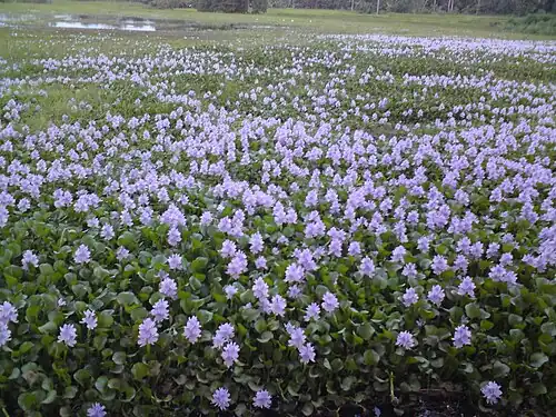 Purple flowers growing near a tank in Kurunagala