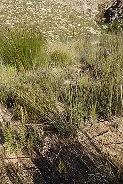 Growth form of Schoenus megacarpus