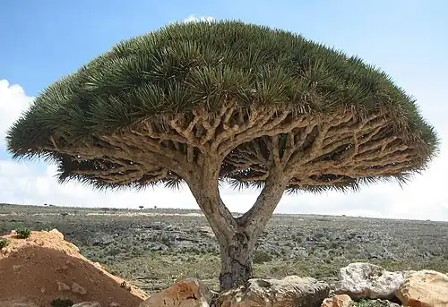 Socotra Dragon Tree