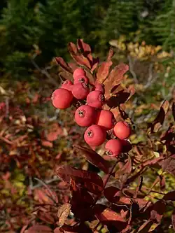 Fall foliage and fruit