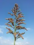 Sorghum branches