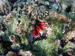 The white tentacles of the Spaghetti Sea worm, Loimia medusa are visible below the red spines of a red pencil sea urchin (Heterocentrotus mamillatus), underwater off the Big Island of Hawaii.
