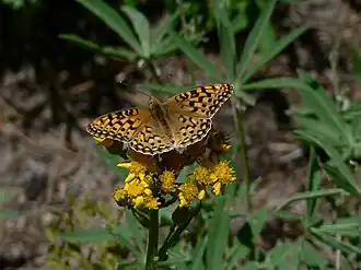 Speyeria zerene in the William O. Douglas Wilderness