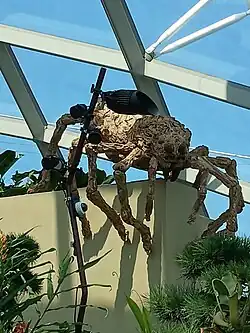 Spider model in Gardens By The Bay (Singapore)