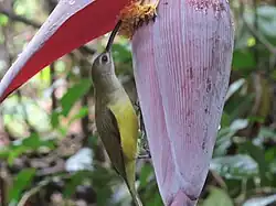 Arachnothera longirostra