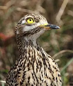 Scanning the sky for raptors