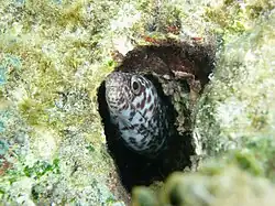 Spotted moray (Gymnothorax moringa) in Playa Buyé. The beach area offers opportunities to see marine wildlife.