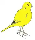 Drawing of an 'ideal' Fife Canary