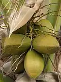 Coconut