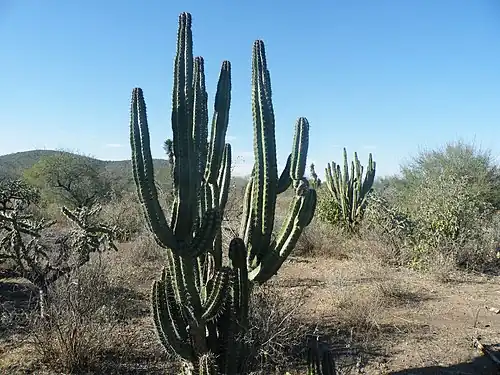 Habitat on the route towards Santa Rita from Rioverde, San Luis Potosí
