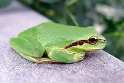Hyla meridionalis