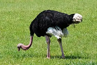 Ostrich at the zoo.
