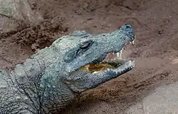 Bioparc in Fuengirola, Spain