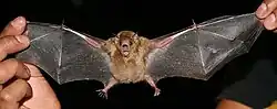 Brown bat