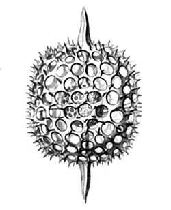 Stylosphaera melpomene