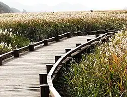 Walking path in the park (2008)