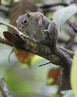 Gray squirrel
