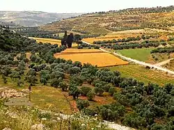 Pastoral scene near Surif village