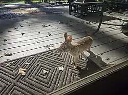 A rabbit seen on an outdoor porch