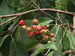 Fruit
