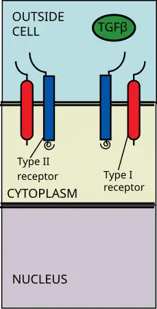 TGF Beta ligand binds to receptor