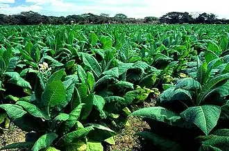 Some of the tobacco fields that are common north of town.