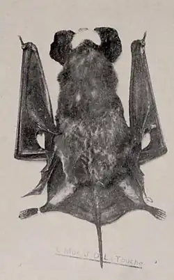 Grayscale photo of bat