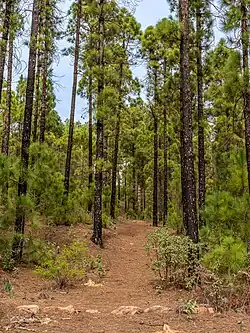 Pinus canariensis forest in Tamadaba Natural Park