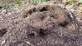4&nbsp;m2 (43&nbsp;sq&nbsp;ft) wood ant nest along a path