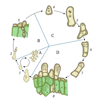 The life cycle of fungus Taphrina