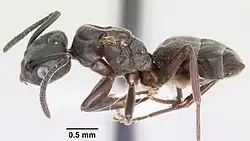 A side view of the body of T.&nbsp;sessile. It shows that the gaster part of the abdomen is directly above the ant's petiole.