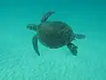Sea turtle swims in the ocean