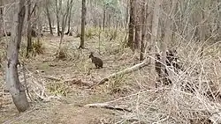 Tasmania wildlife can be spotted along the Gordons Hill Nature Recreation Area circuit in Rose Bay.