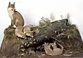 Taxidermy diorama of a red fox vixen with four cubs (1910) in the Natural History Museum, Dublin