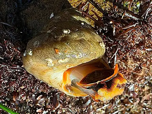 underside, Point Loma, San Diego