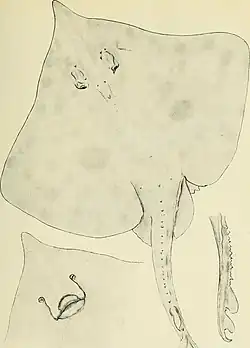 Zearaja nasuta by Joyce Allan