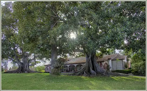 Trees at Rancho Los Alamitos