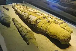 Mummified crocodiles of various ages, in honor of Sobek. Crocodile Museum, Temple of Kom Ombo