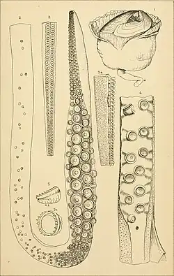 #54 (?/4/1880) and one other Beak with buccal mass and oesophagus, tentacular club, and arm fragments of the Grand Banks specimen found dead at the surface in April 1880 (#54), the first in which arm and sucker regeneration was documented (Verrill, 1881b:pl. 26). A single sucker (fig. 5) of the first Portugal Cove specimen (#29) is also shown.