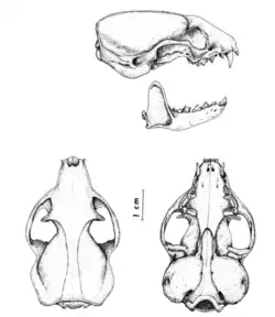 Drawing of an animal skull from three perspectives