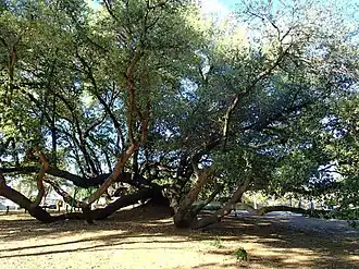 The oak tree in 2016