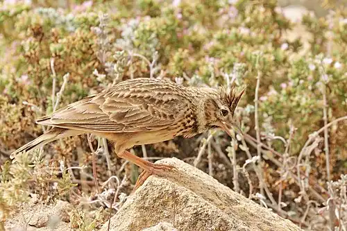 G. t. ruficolor Souss-Massa National Park, Morocco